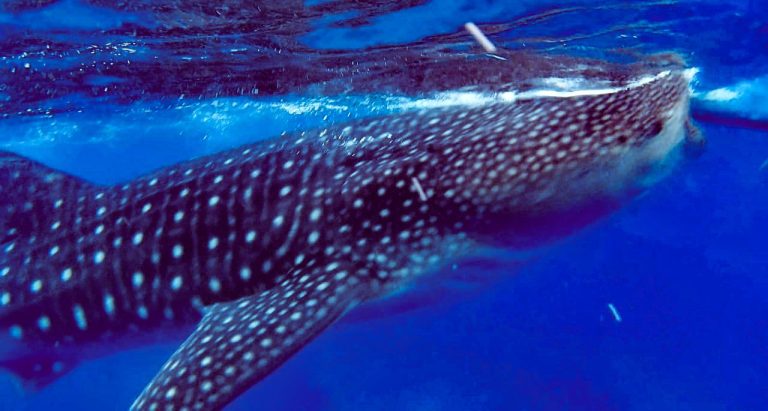 3 Day Itinerary in Moalboal (Cebu): Best things to do (2026)