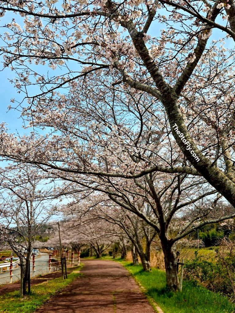 Hidden Cherry Blossom Spot in Kobe: The Cycling Road Tourists Don’t Know About [2026]